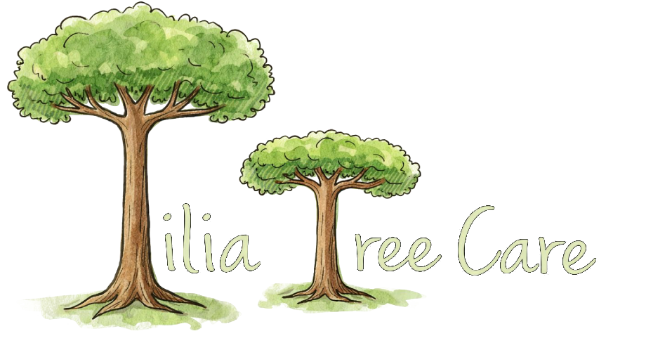 Tilia Tree Care