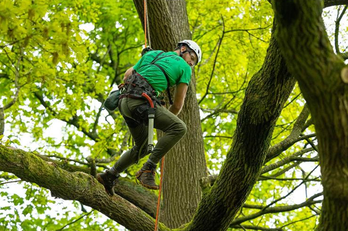 Competition climbing
