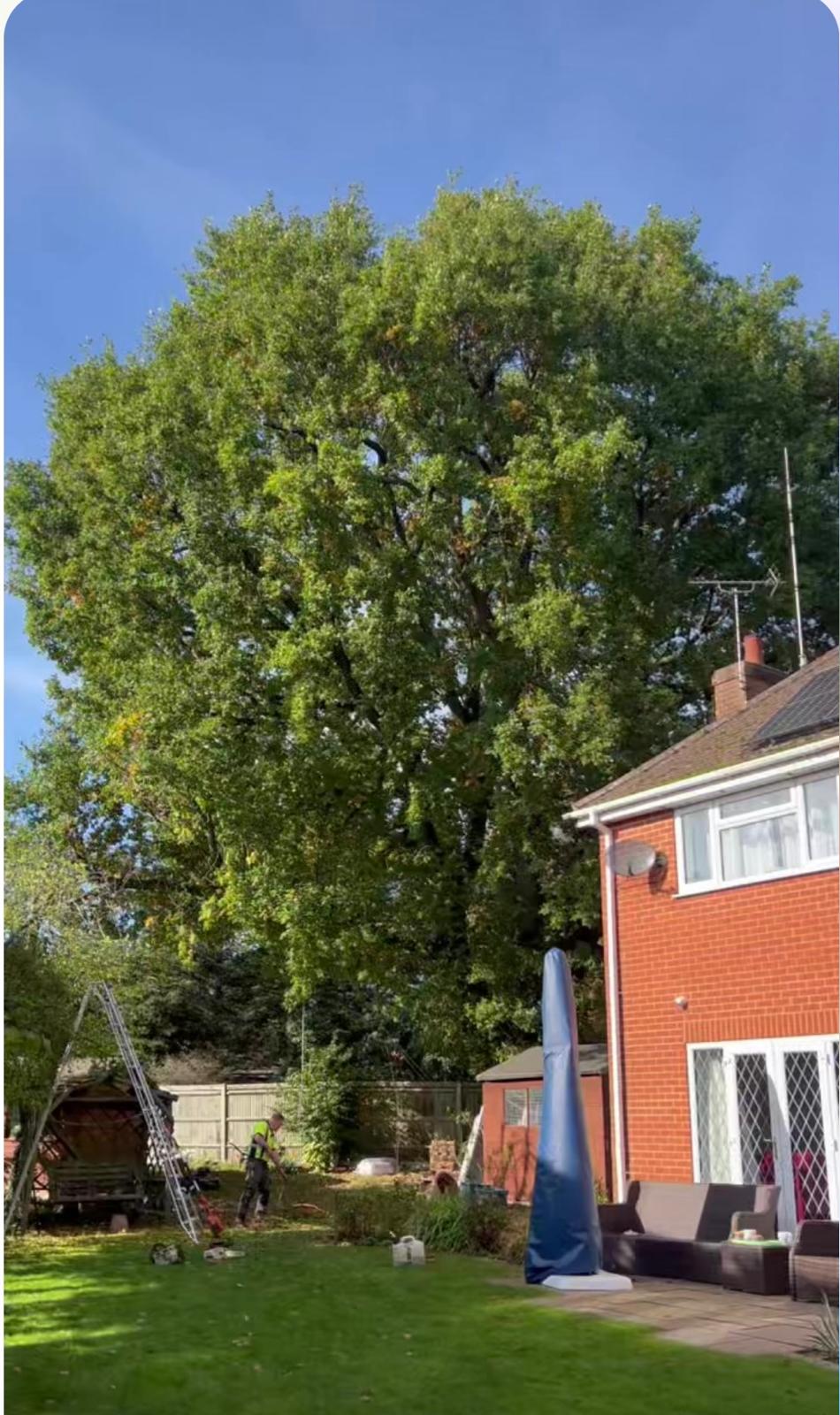 Tree before crown reduction service in Hampshire