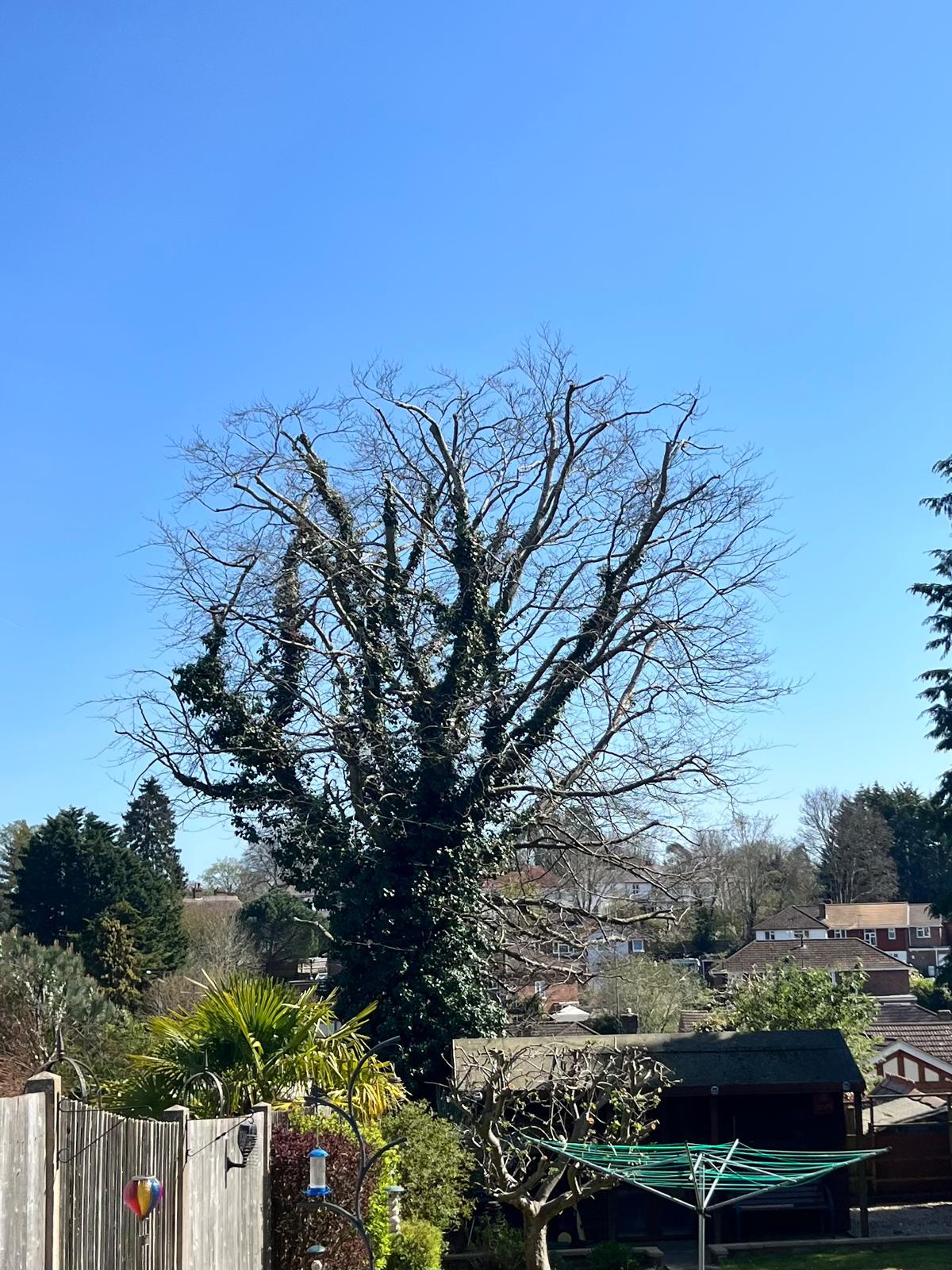 Tree after deadwood removal - healthy branches only