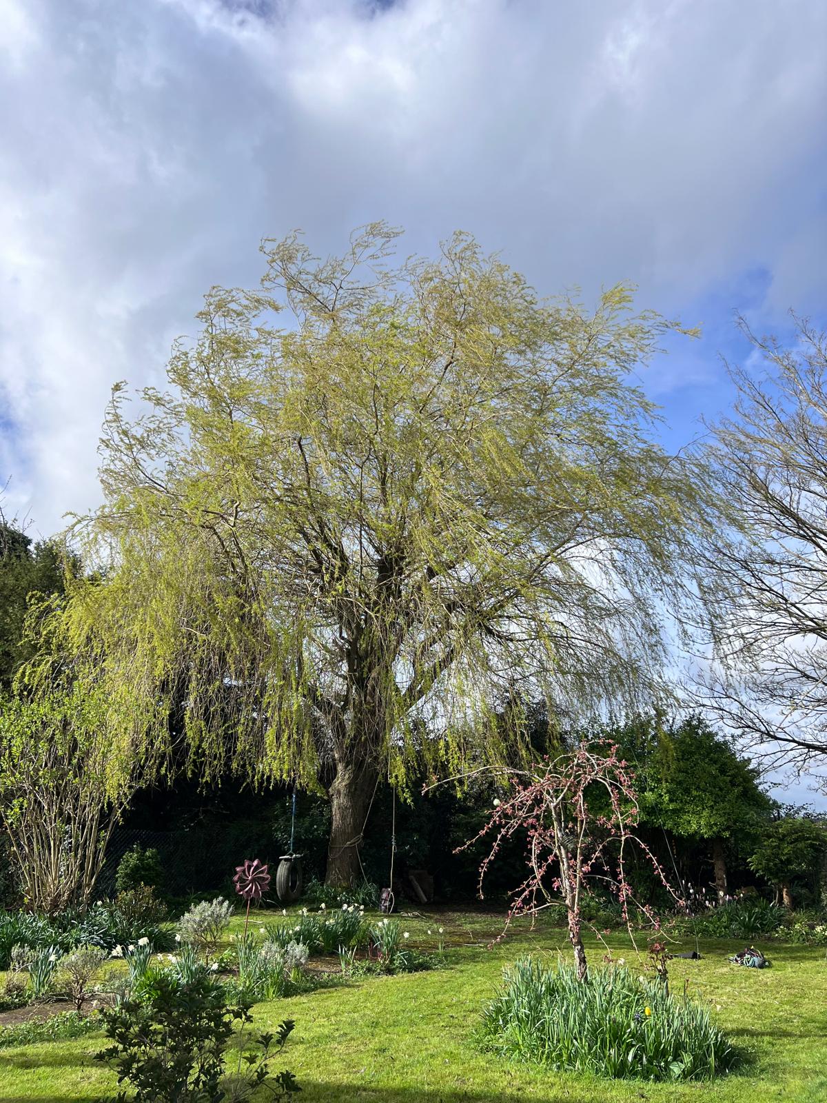 Willow tree before crown thinning - dense canopy