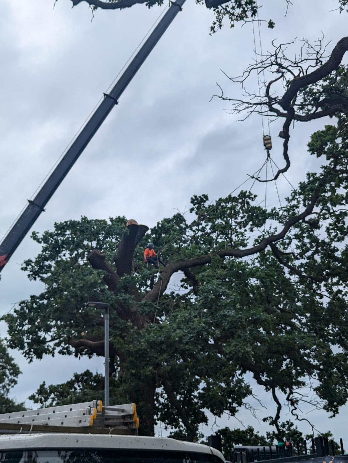 Tree felling service safely removing dangerous tree