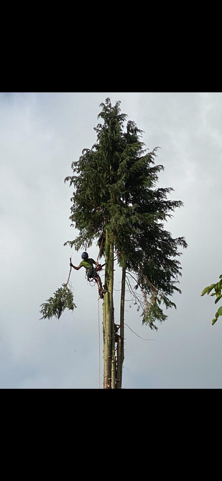 Tree surgeon using climbing equipment for safe access
