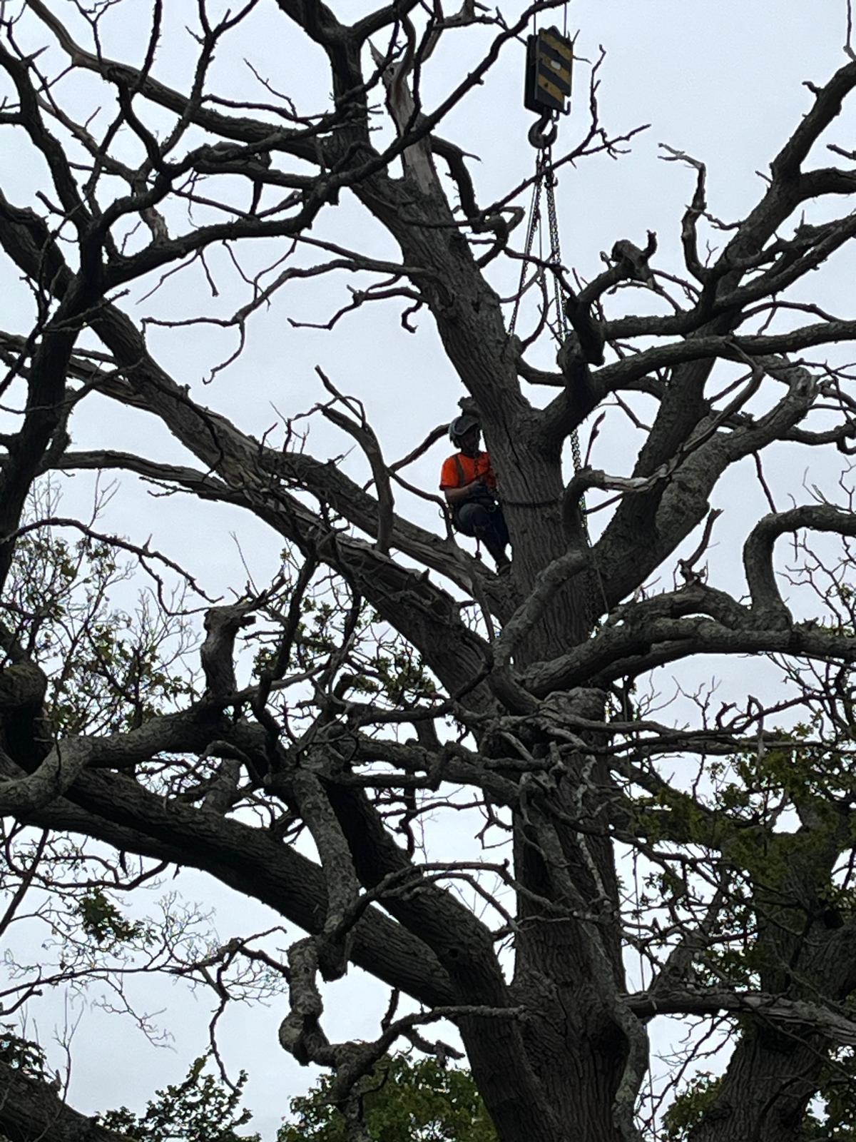 Skilled arborist performing deadwood removal