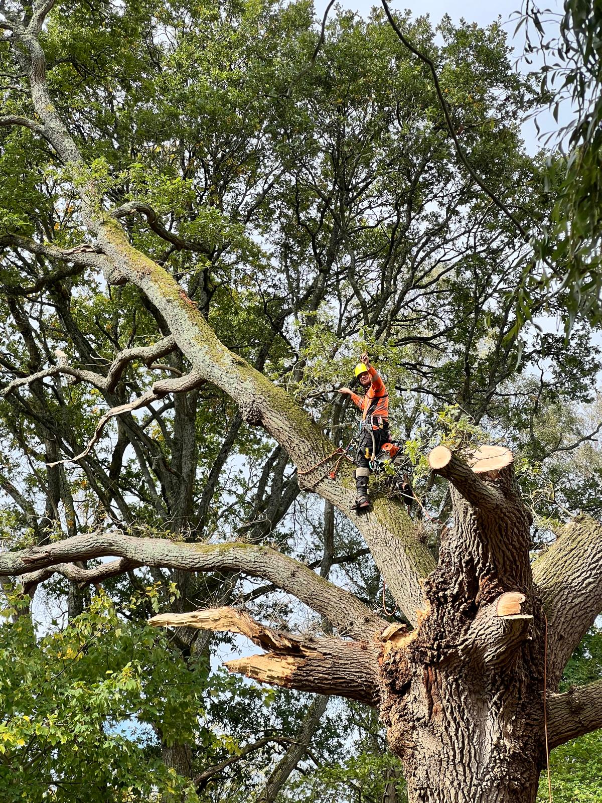 Expert tree care using professional equipment