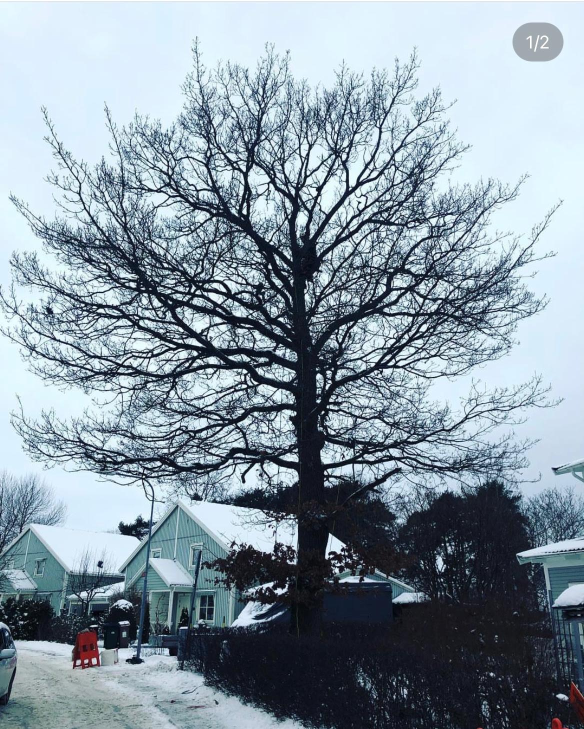 Oak tree before crown reduction - overhanging branches