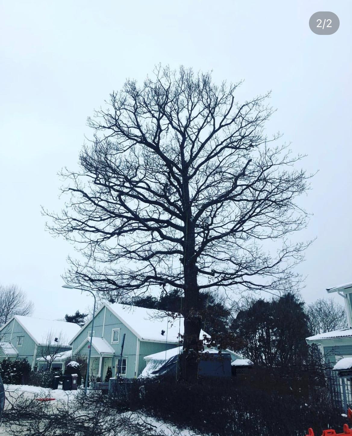 Oak tree after crown reduction - neat balanced shape